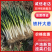 铁杆大葱网包净葱产地一手货源，对接批发市场批发商