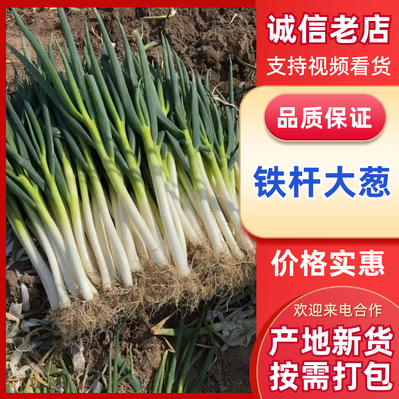 铁杆大葱网包净葱产地一手货源，对接批发市场批发商
