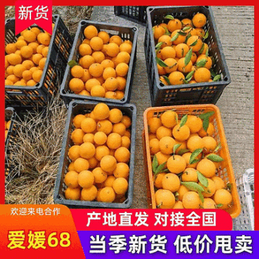 《精选》黄美人柑橘/福建柑橘/农户种植/规格齐全/全国发