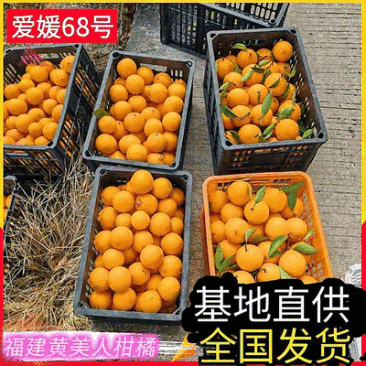 【急售】黄美人蜜橘/福建霞浦县/新鲜现摘现发/全国发货