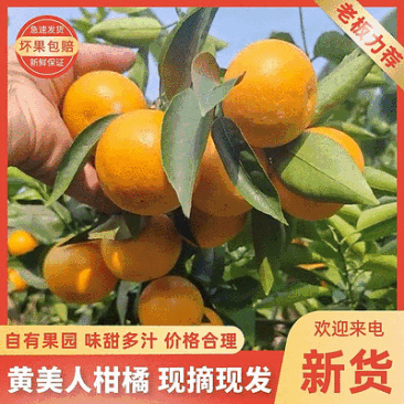 福建黄美人柑橘/精品礼盒一件代发/自家果园/欢迎来电洽谈