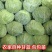 实力供货甘蓝品质保证无虫眼新鲜发货对接全国
