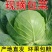 实力供货甘蓝品质保证无虫眼新鲜发货对接全国