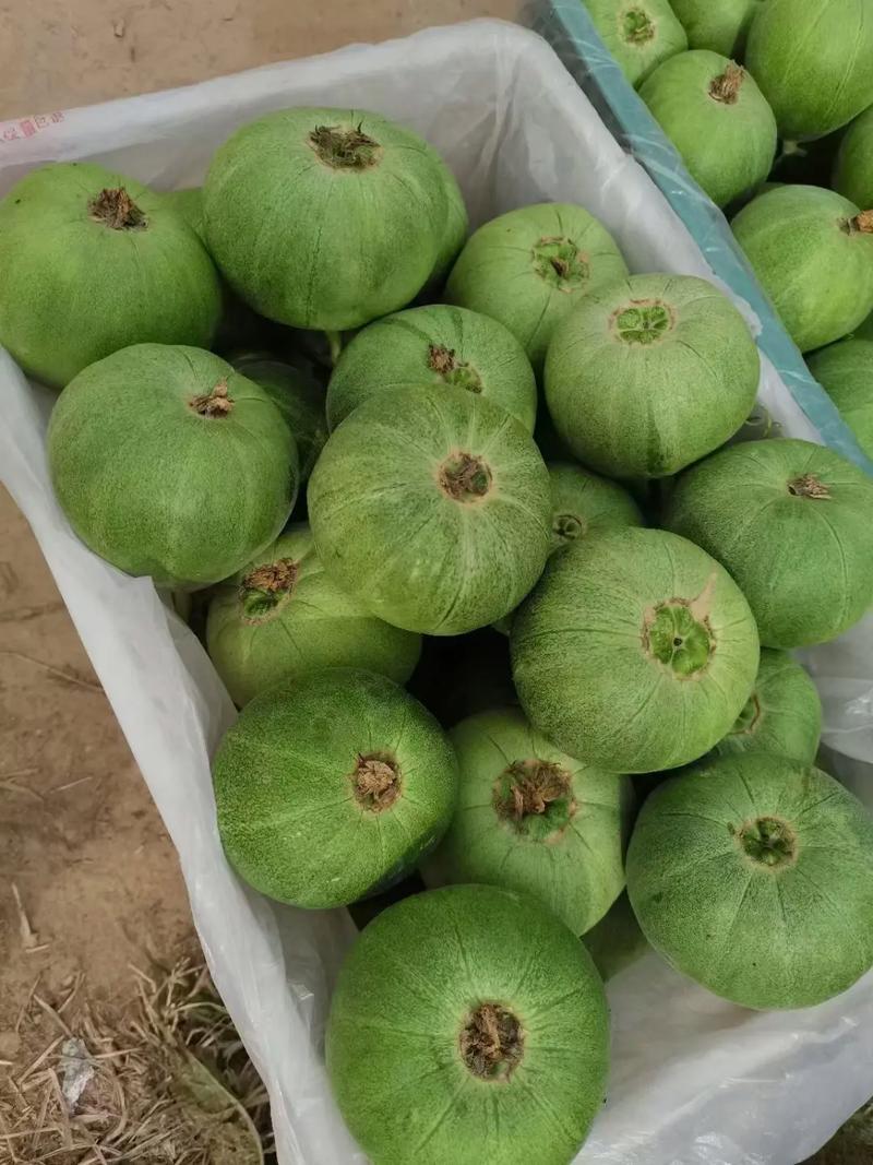 精品绿宝甜瓜基地一手货源对接电商市场商超可视频看货