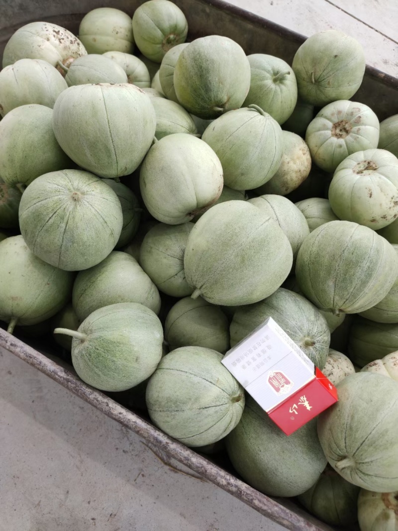 精品绿宝甜瓜基地一手货源对接电商市场商超可视频看货