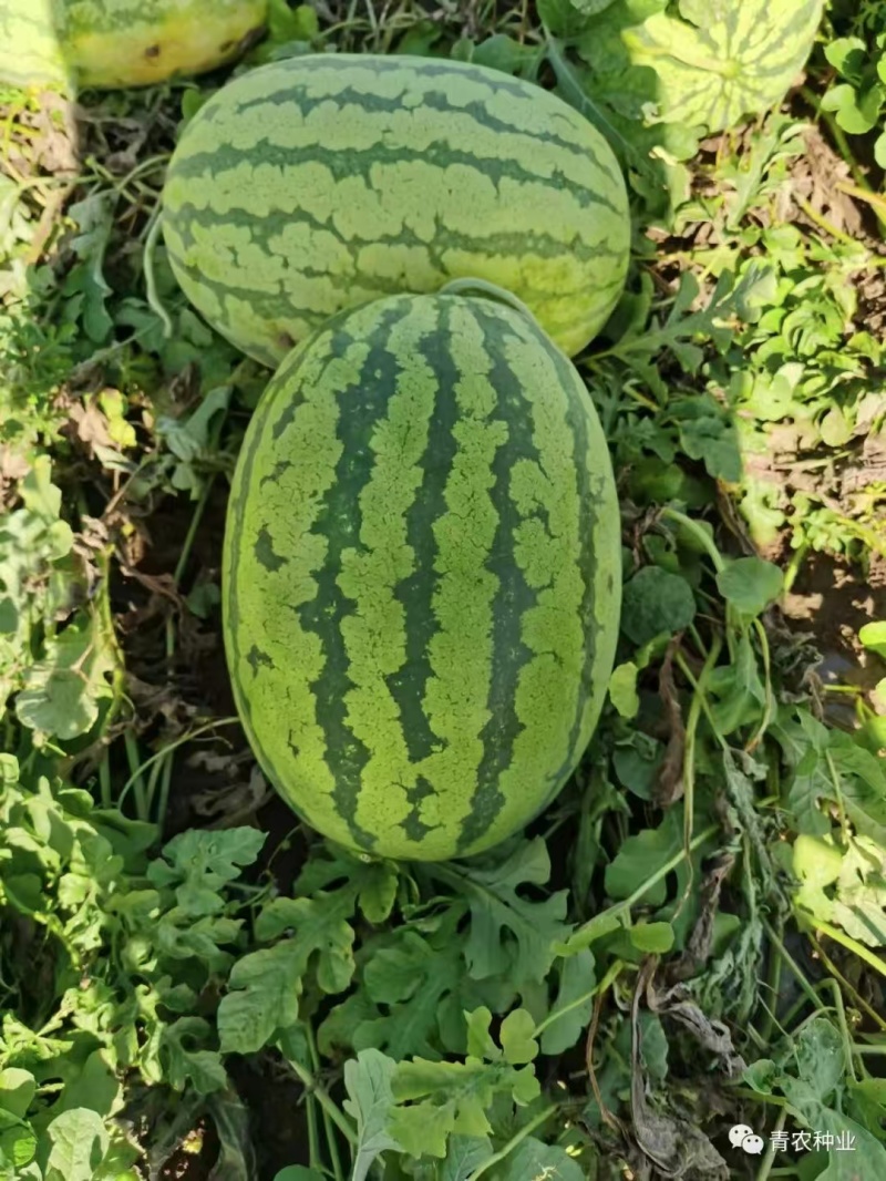 热卖推荐西瓜种子青花三号大红瓤汁多味美产地直发量大从优