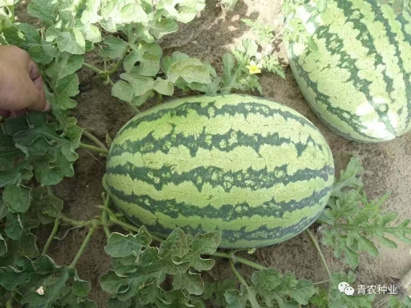 热卖推荐西瓜种子青花三号大红瓤汁多味美产地直发量大从优