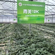 青美12K西瓜种子耐低温易坐果早熟高糖度风味**