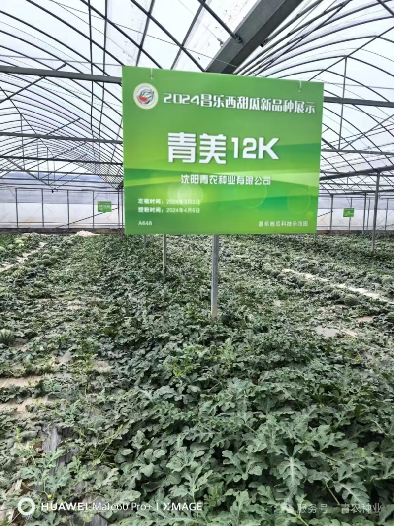 青美12K西瓜种子耐低温易坐果早熟高糖度风味**