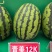 青美12K西瓜种子耐低温易坐果早熟高糖度风味**
