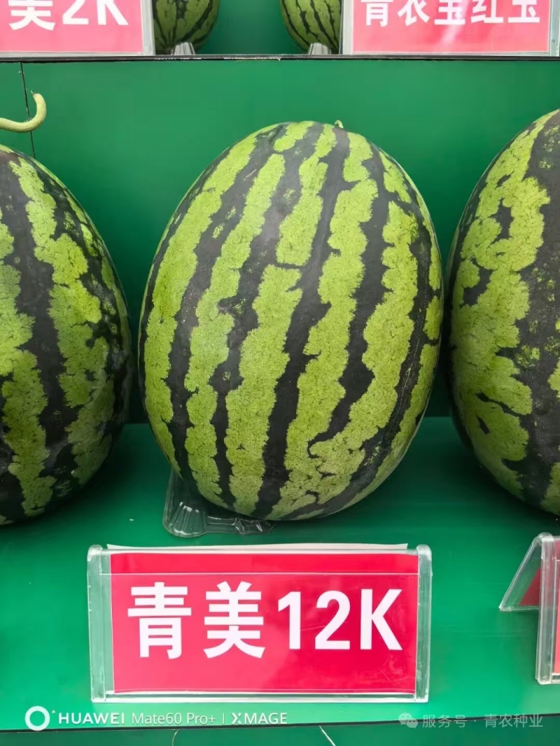 青美12K西瓜种子耐低温易坐果早熟高糖度风味**