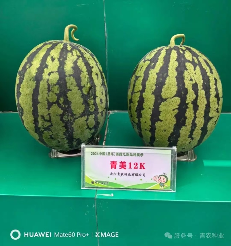 青美12K西瓜种子耐低温易坐果早熟高糖度风味**