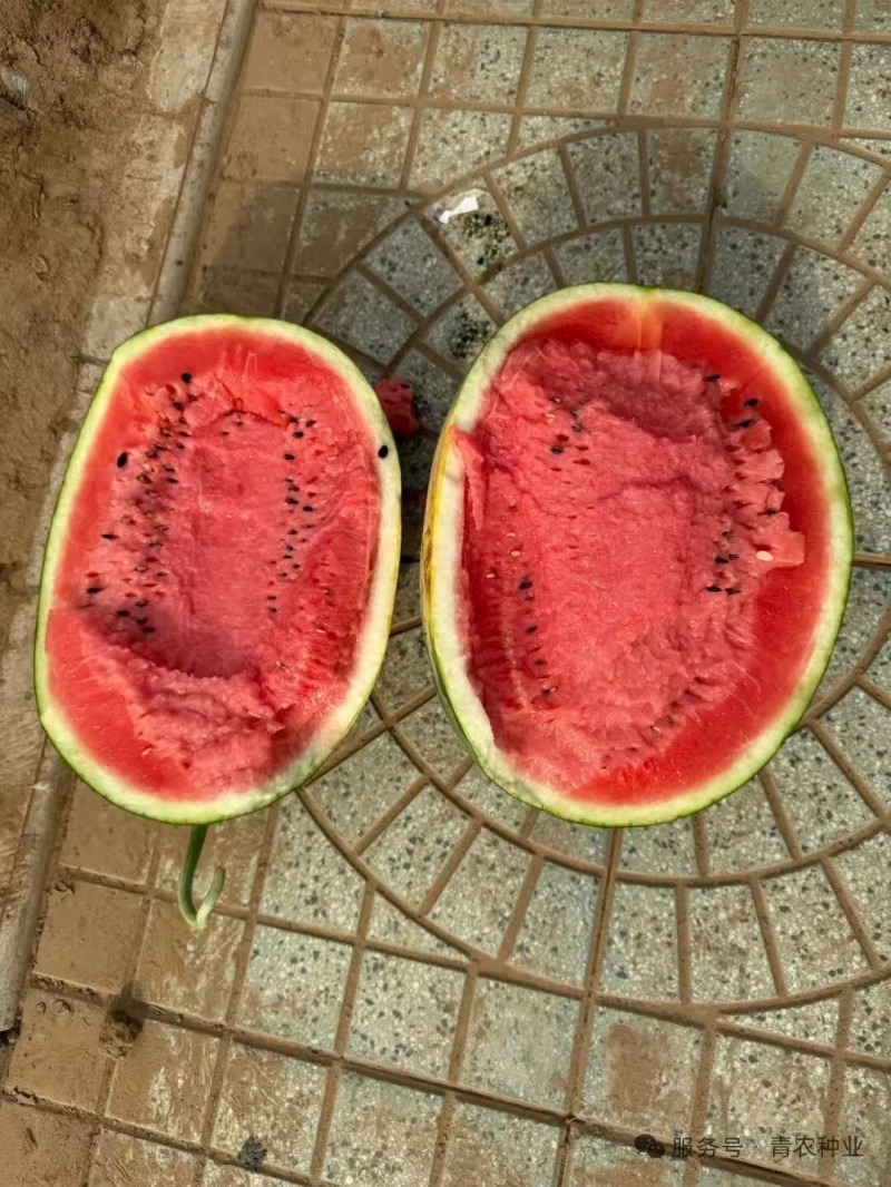 青美12K西瓜种子耐低温易坐果早熟高糖度风味**