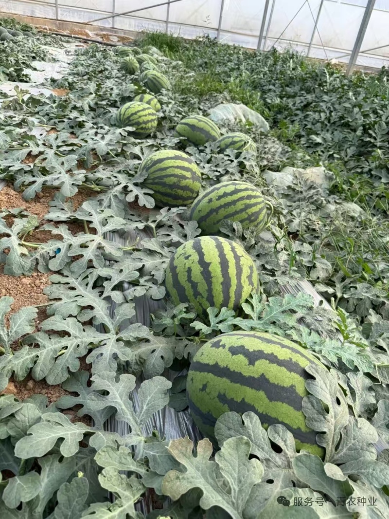 青美12K西瓜种子耐低温易坐果早熟高糖度风味**