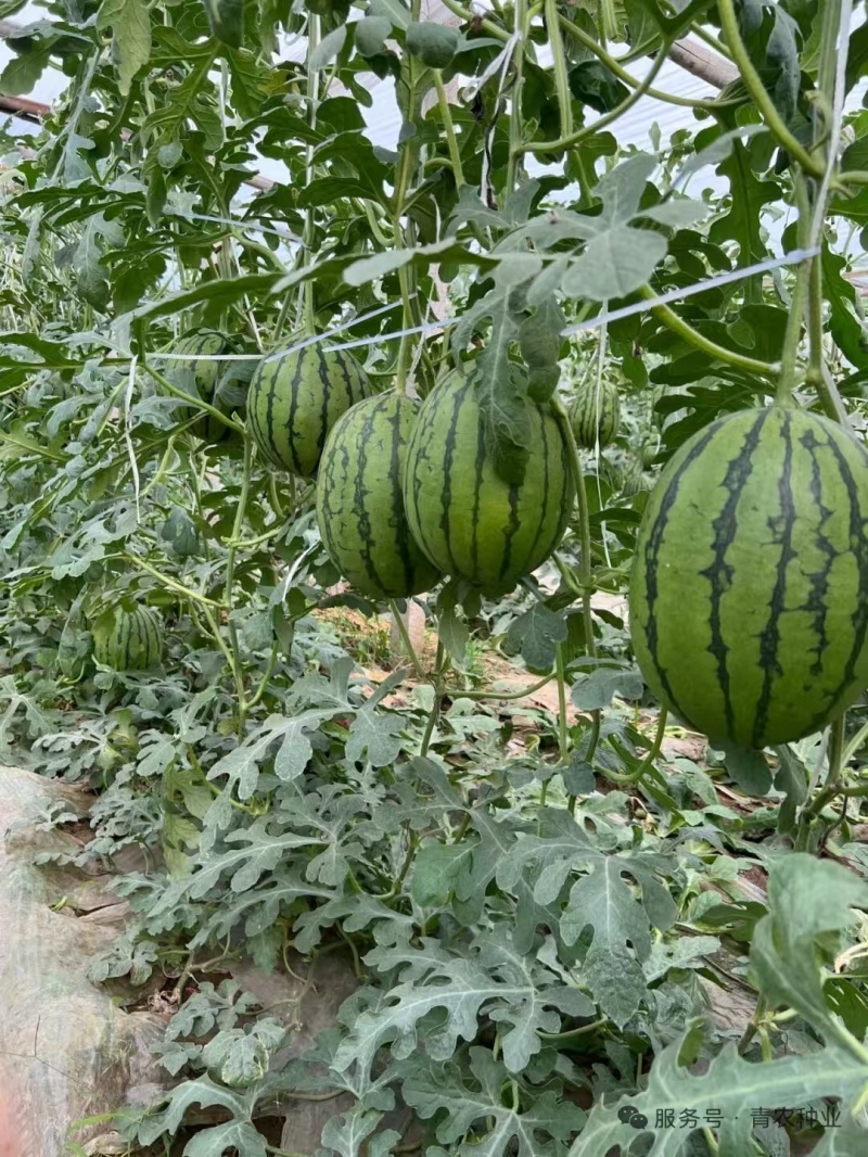 青美12K西瓜种子耐低温易坐果早熟高糖度风味**