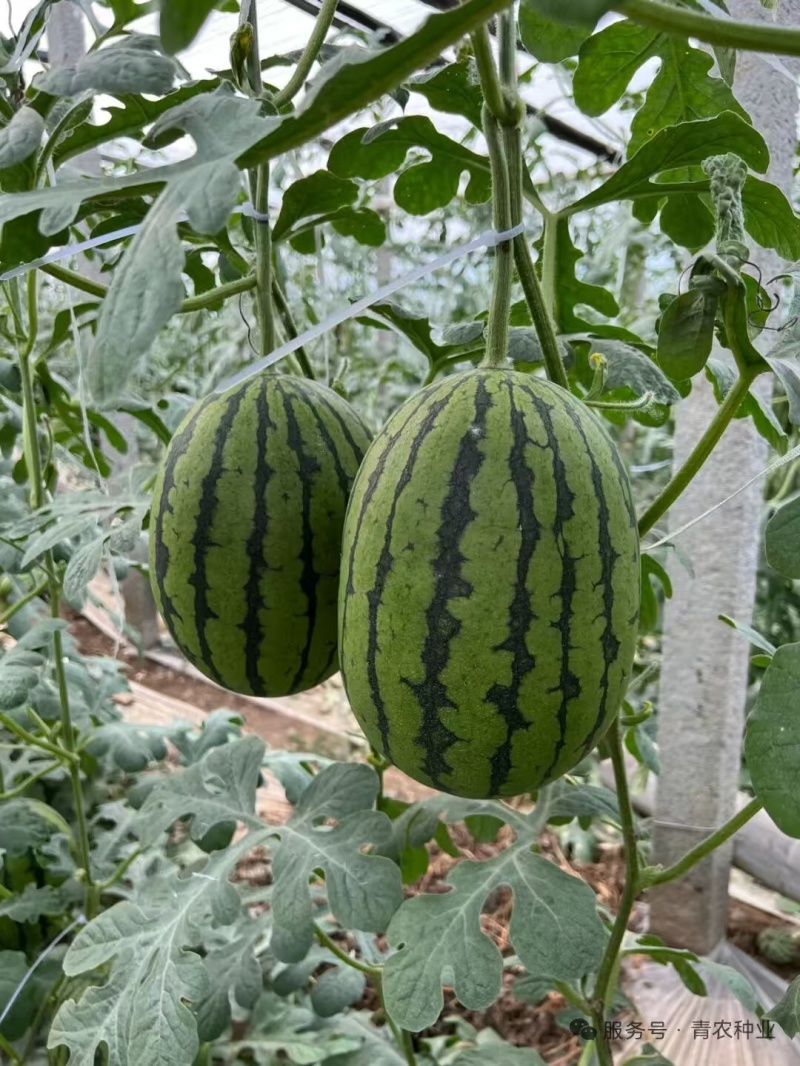 青美12K西瓜种子耐低温易坐果早熟高糖度风味**