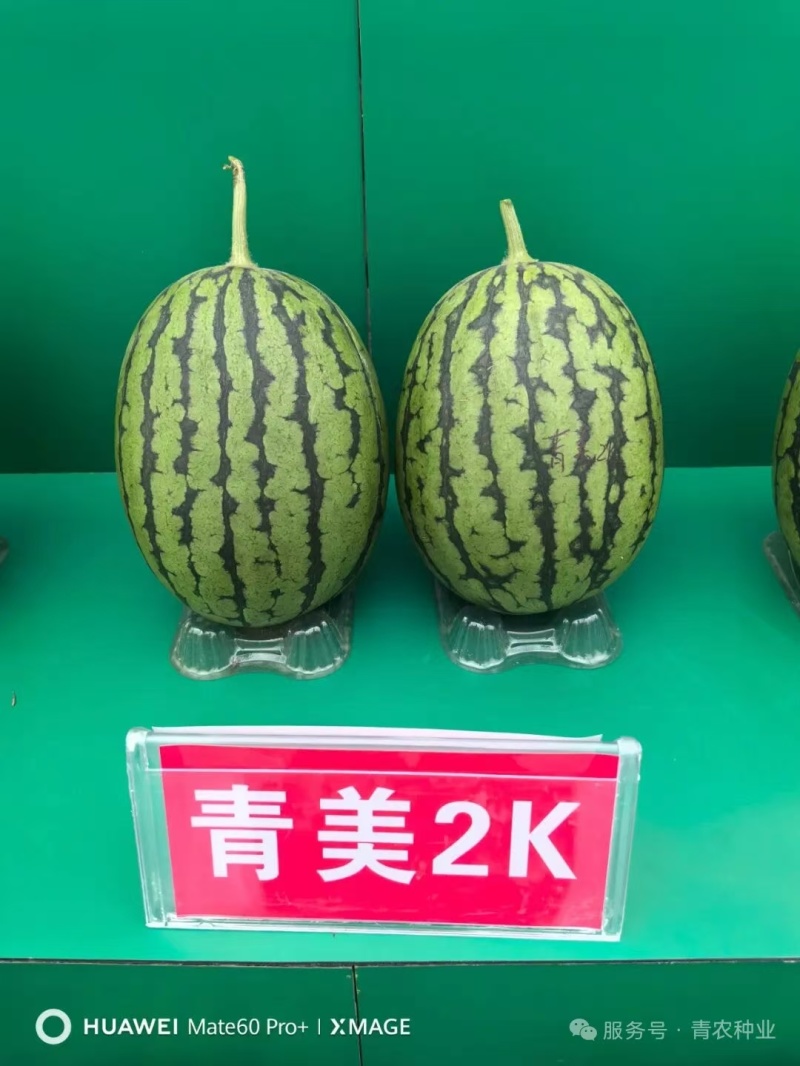 青美12K西瓜种子耐低温易坐果早熟高糖度风味**