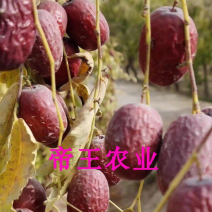 灰枣苗嫁接红枣树苗新疆大枣树苗
