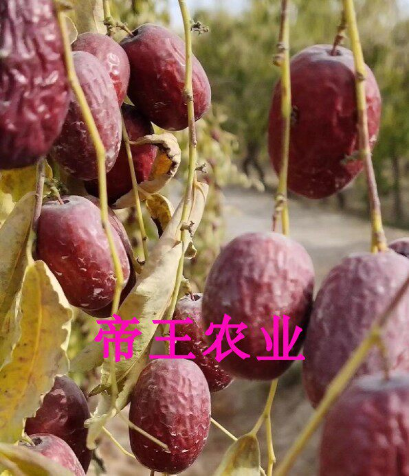 灰枣苗嫁接红枣树苗新疆大枣树苗