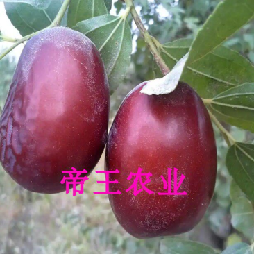 中华大龙枣苗嫁接枣树苗酥脆枣苗南北方都可栽种
