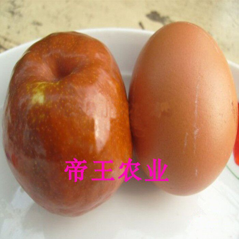 国光大枣苗脆甜枣鸡蛋枣苗基地现挖苗发货