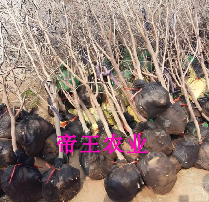 国光大枣苗脆甜枣鸡蛋枣苗基地现挖苗发货
