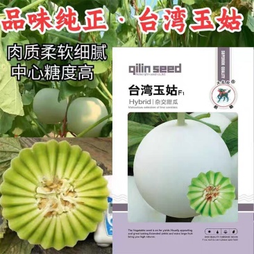 台湾玉菇甜瓜种子高端玉菇白皮绿肉冰淇淋软糯香甜蜜瓜种子