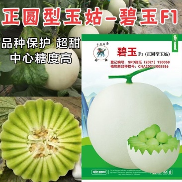 正圆型玉姑甜瓜种子超甜玉菇甜瓜种子碧玉绿肉冰淇淋甜瓜种子