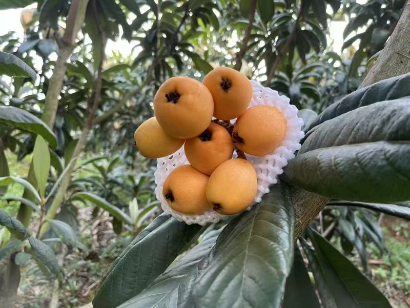 【推荐】云南红河精品琵琶量大从优对接各大批发市场