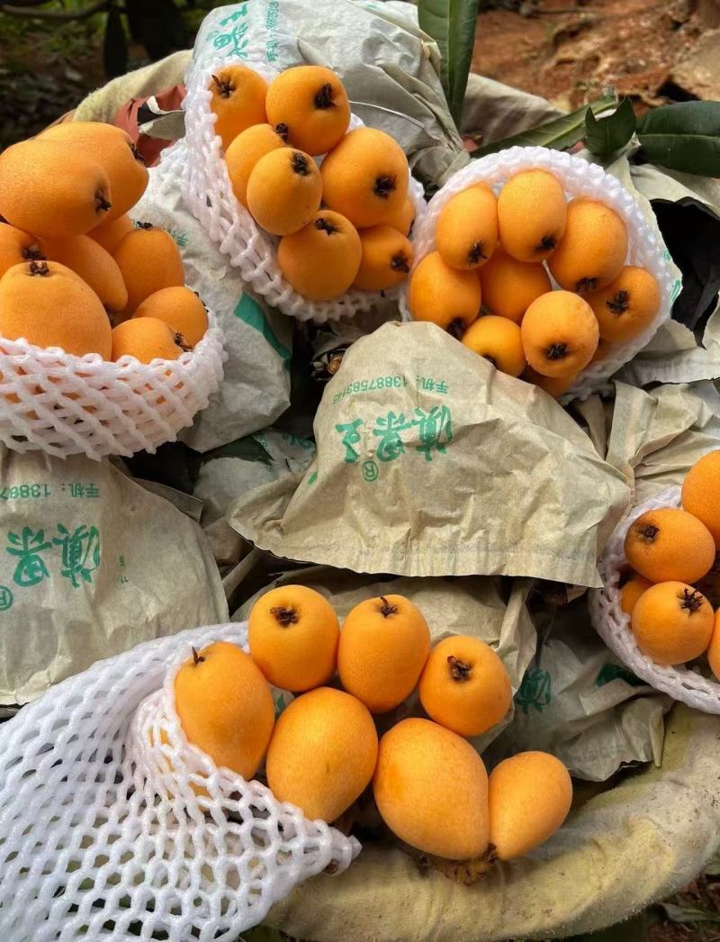 【推荐】云南红河精品琵琶量大从优对接各大批发市场