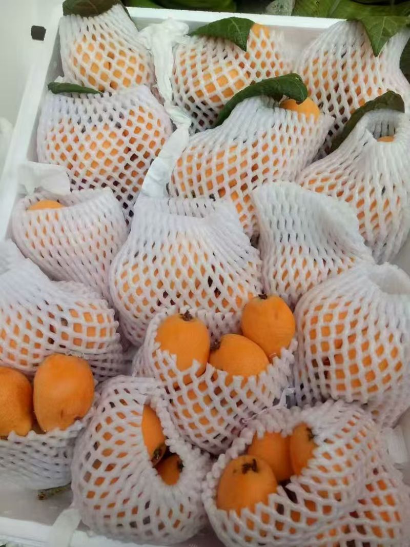 【推荐】云南红河精品琵琶量大从优对接各大批发市场