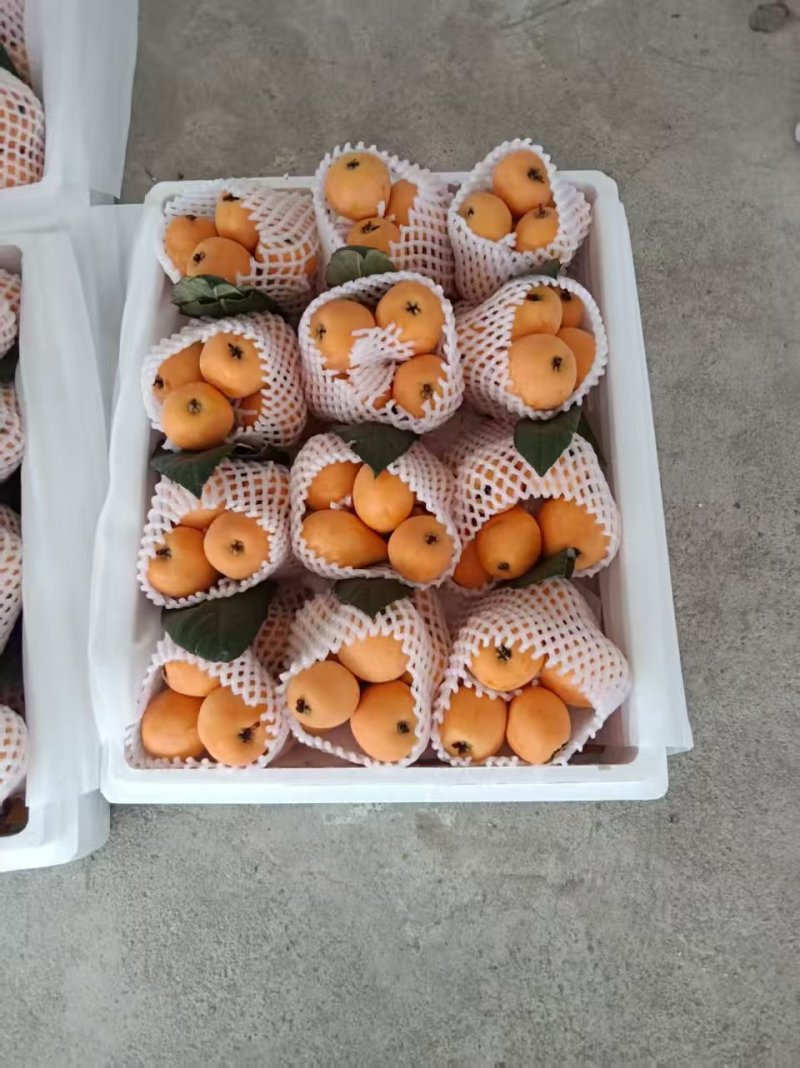 【推荐】云南红河精品琵琶量大从优对接各大批发市场