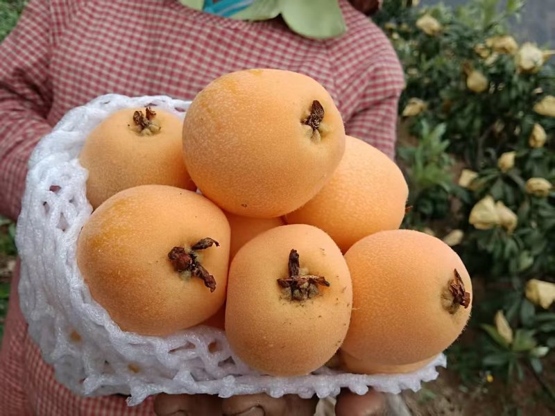 【推荐】云南红河精品琵琶量大从优对接各大批发市场