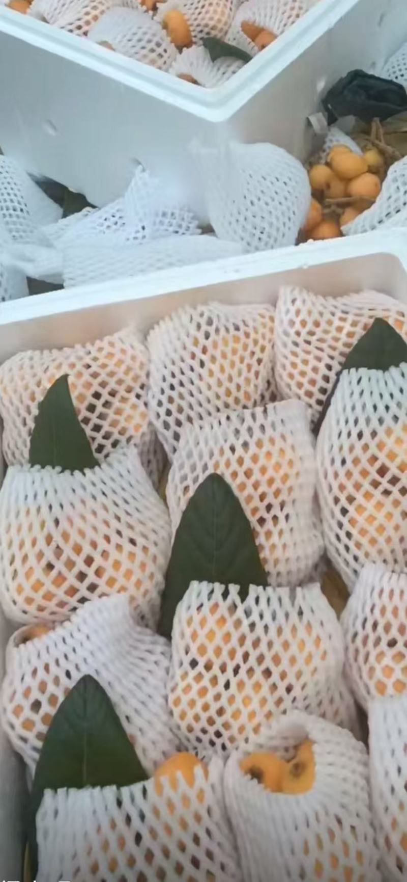 【热销】云南精品黄金琵琶大量上市货源充足