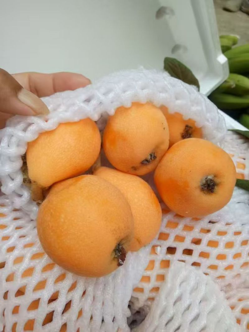 【热销】云南精品黄金琵琶大量上市货源充足