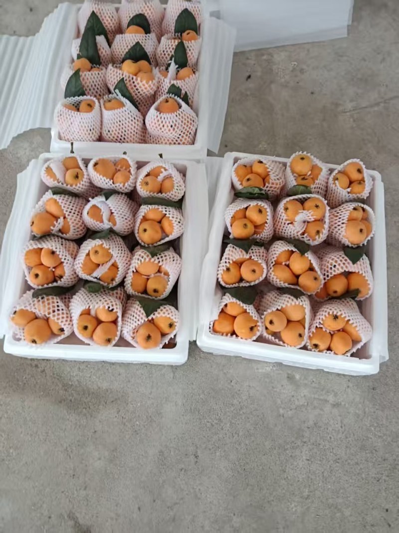 【热销】云南精品黄金琵琶大量上市货源充足