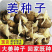 姜种批发【基地优选/包回收】抗病脱毒原种/亩产过万斤