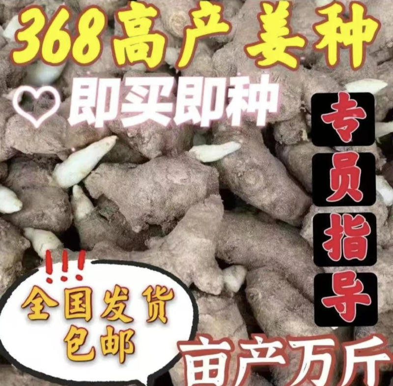 姜种批发【基地优选/包回收】抗病脱毒原种/亩产过万斤