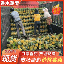 云南香水菠萝/小菠萝/现摘现发/社区团购一条龙服务
