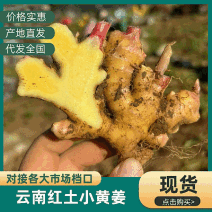 《云南小黄姜》红土小黄姜【批发商超电商】现挖现发