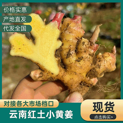 《云南小黄姜》红土小黄姜【批发商超电商】现挖现发