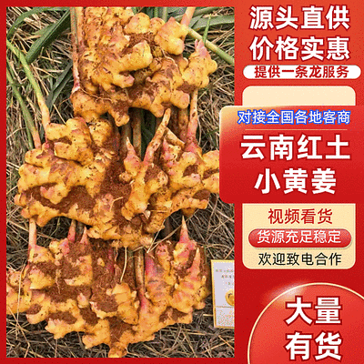 《精选》云南红土小黄姜/文山原产地【电商商超批发】
