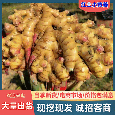 红土小黄姜/云南文山生姜/三两以上【电商市场商超】
