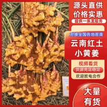 【云南小黄姜】文山生姜/三两起步/现挖现发/供:市场电商