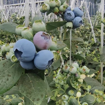 江苏蓝莓花香蓝莓各种蓝莓规格全基地直发视频看货