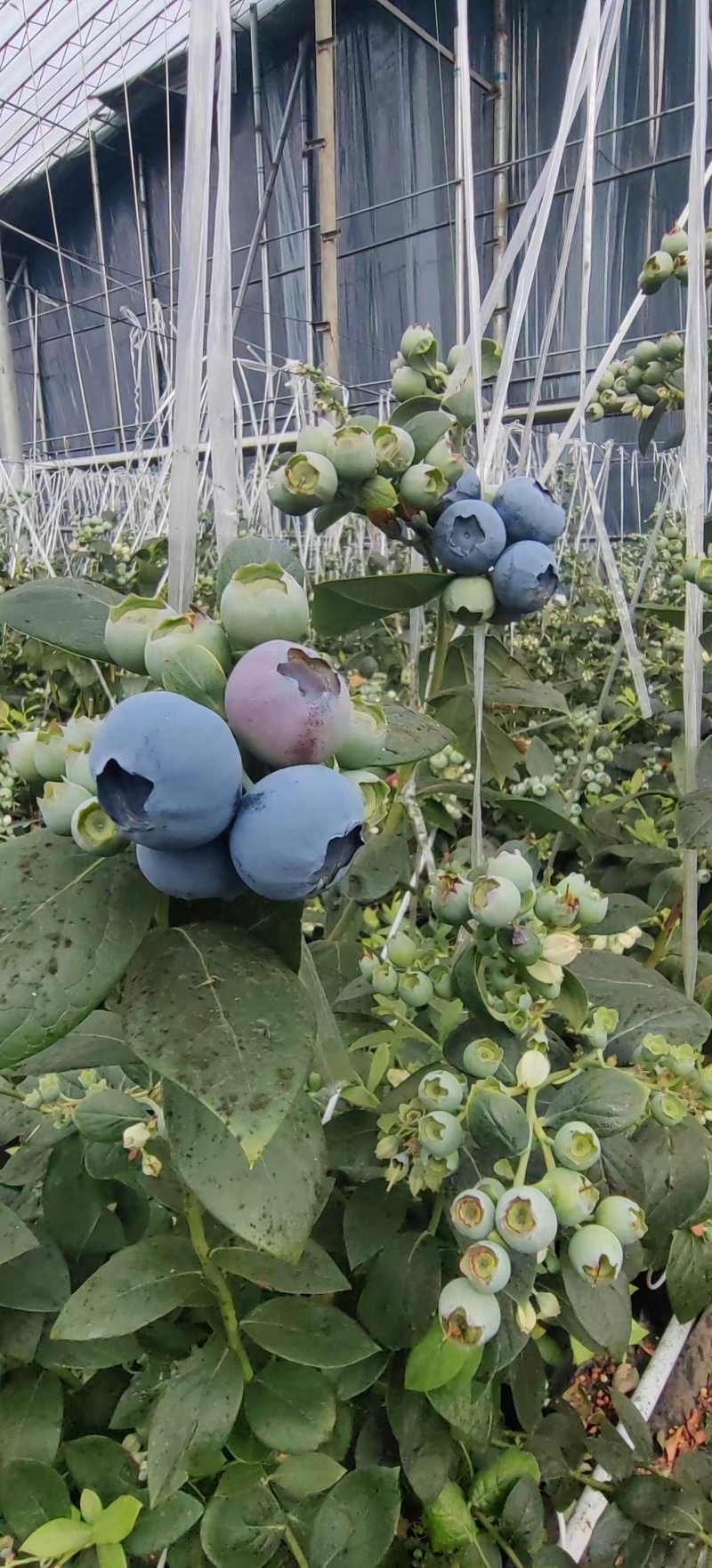 江苏蓝莓花香蓝莓各种蓝莓规格全基地直发视频看货