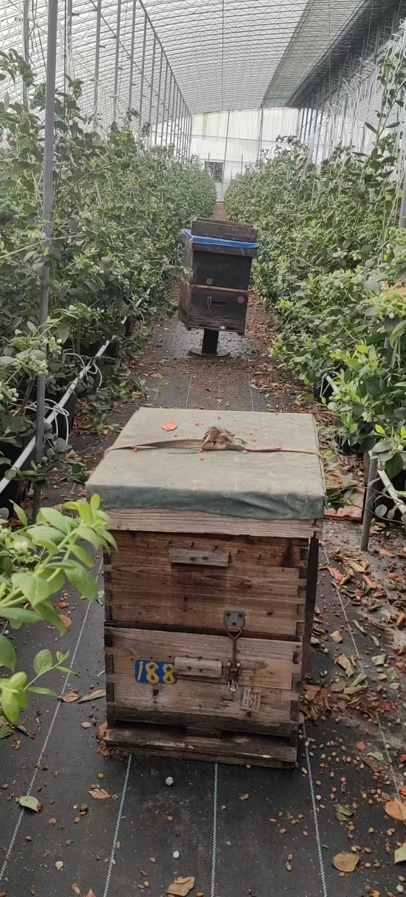 江苏蓝莓花香蓝莓各种蓝莓规格全基地直发视频看货