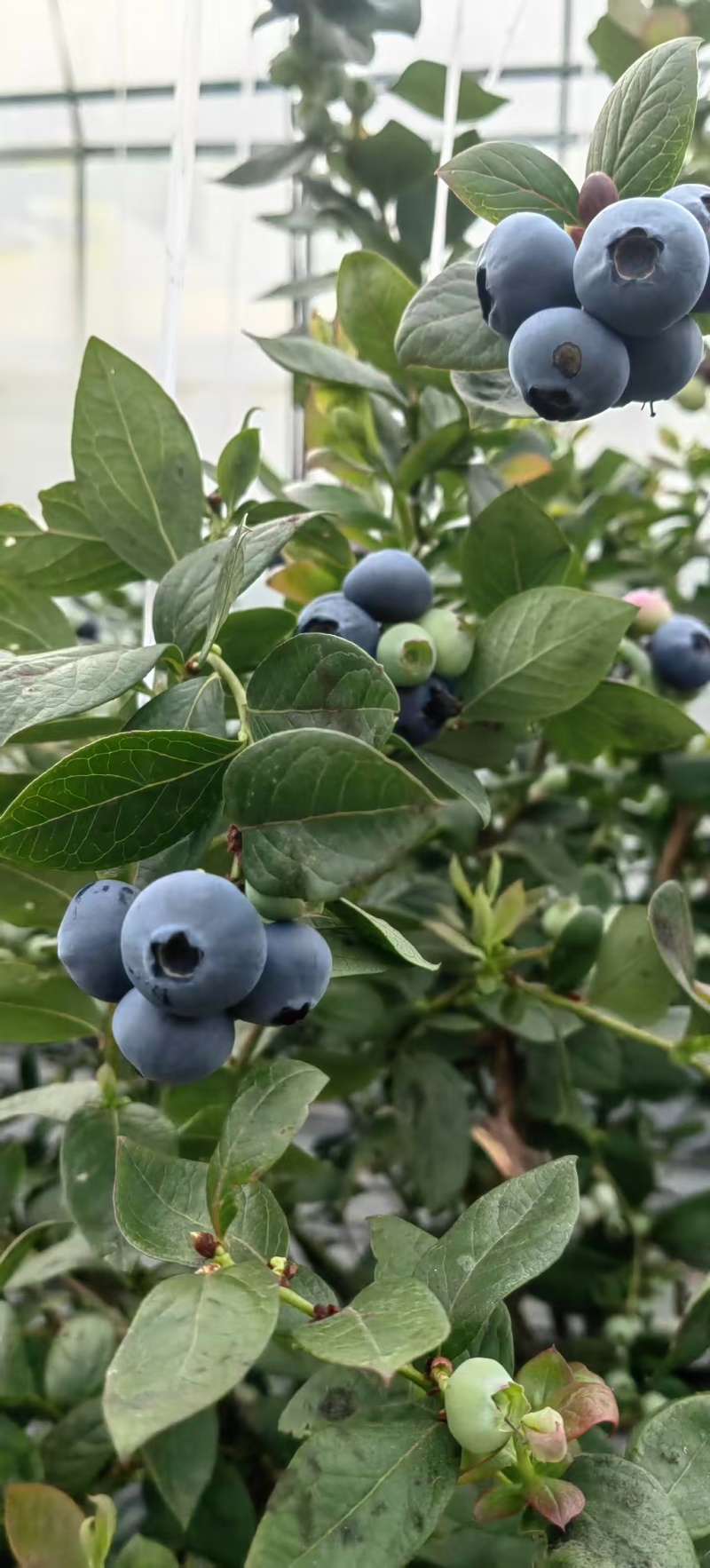 江苏蓝莓花香蓝莓各种蓝莓规格全基地直发视频看货