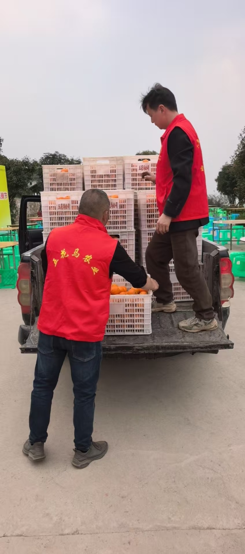 重庆明日见柑橘基地直供，规格齐全，一件代发货发全国