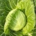 陕西大棚中甘甘蓝无黑点不烧心烧边净菜毛菜都有按需求分拣